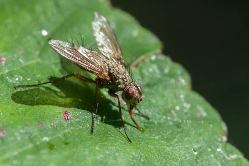 Dinera grisescens